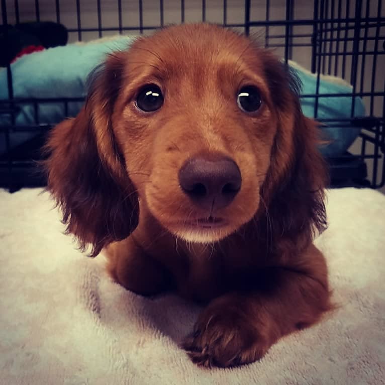 Chewy, a Dachshund tested with EmbarkVet.com