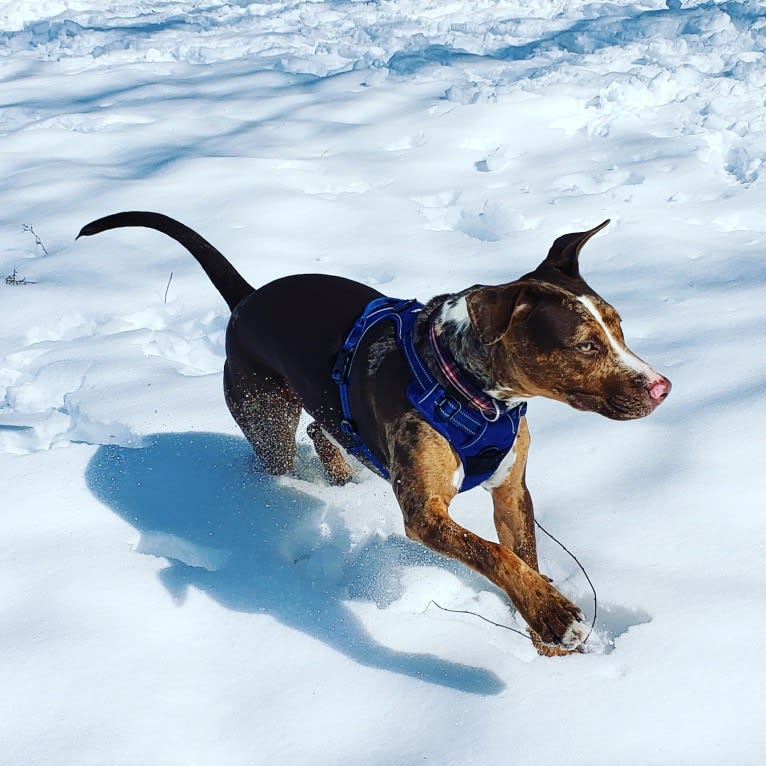 Rescue dog, an American Pit Bull Terrier and Labrador Retriever mix tested with EmbarkVet.com