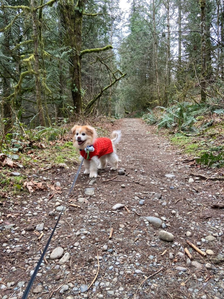 Macchiato, a Pekingese and Chihuahua mix tested with EmbarkVet.com