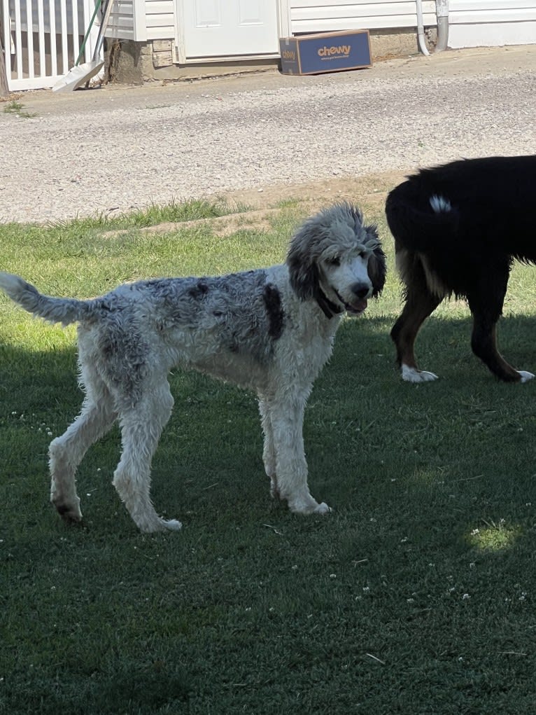 Lexie, a Poodle (Standard) tested with EmbarkVet.com