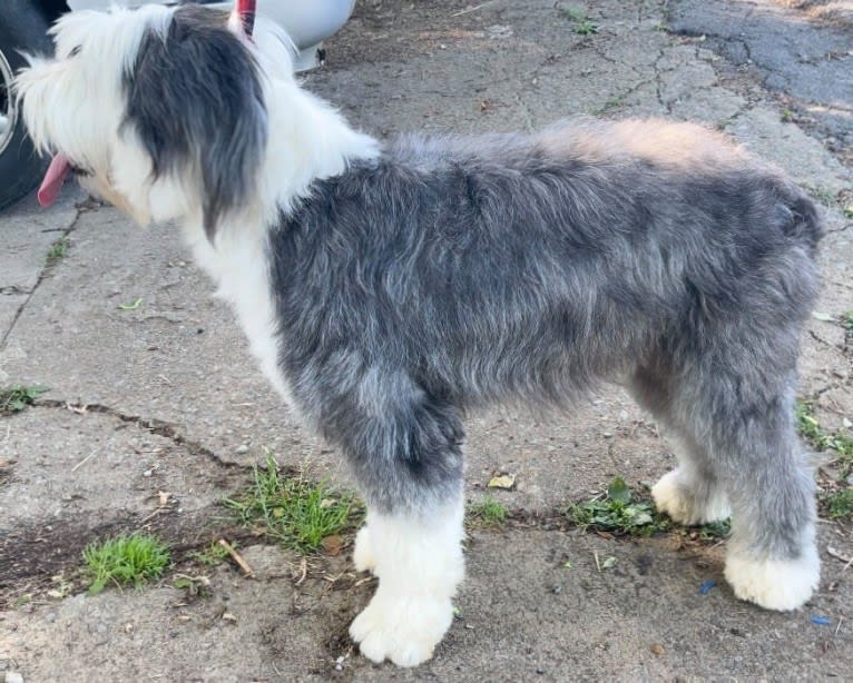 Maggie, an Old English Sheepdog tested with EmbarkVet.com