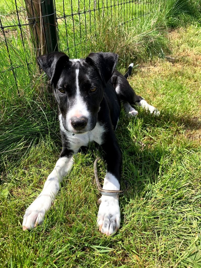 Rufus, an American Staffordshire Terrier and Australian Cattle Dog mix tested with EmbarkVet.com