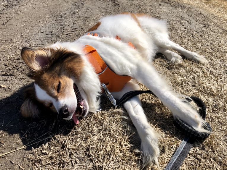 Cooper, an Australian Cattle Dog and Shih Tzu mix tested with EmbarkVet.com