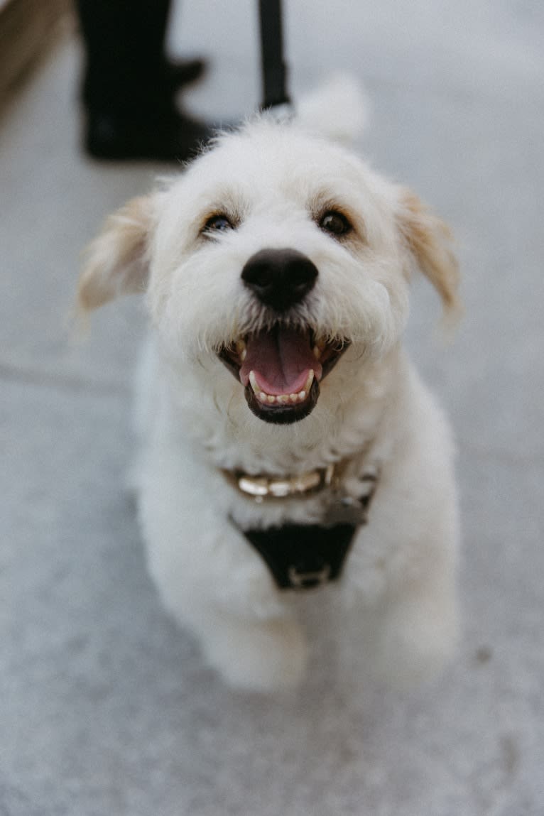 Milo, a Poodle (Small) and Cocker Spaniel mix tested with EmbarkVet.com