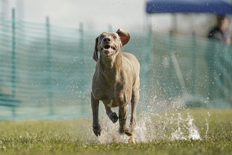 Angenehm's I Don't Need a Crown at Greyhaus, a Weimaraner tested with EmbarkVet.com