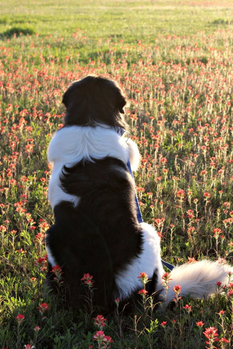 Adonis, a Pyrenean Mastiff tested with EmbarkVet.com