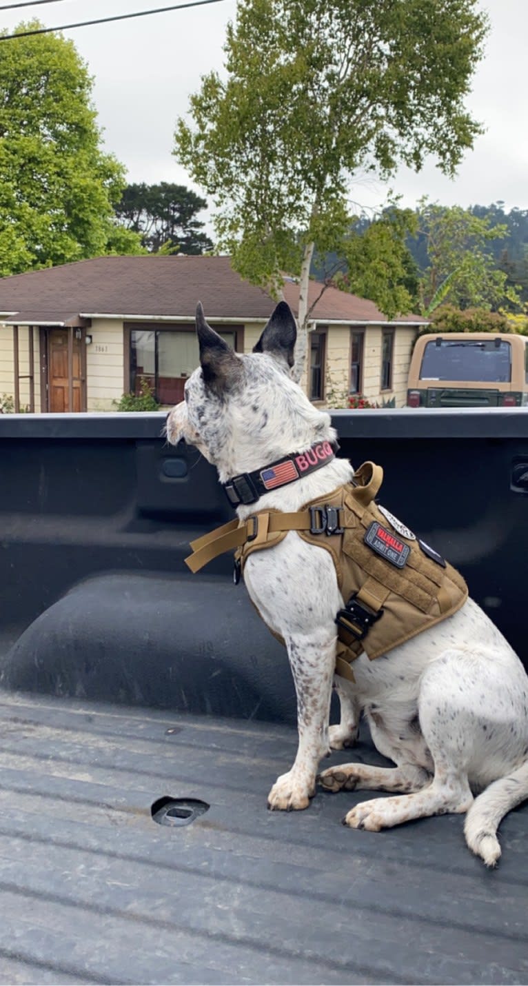 Buggie, an Australian Cattle Dog and American Pit Bull Terrier mix tested with EmbarkVet.com