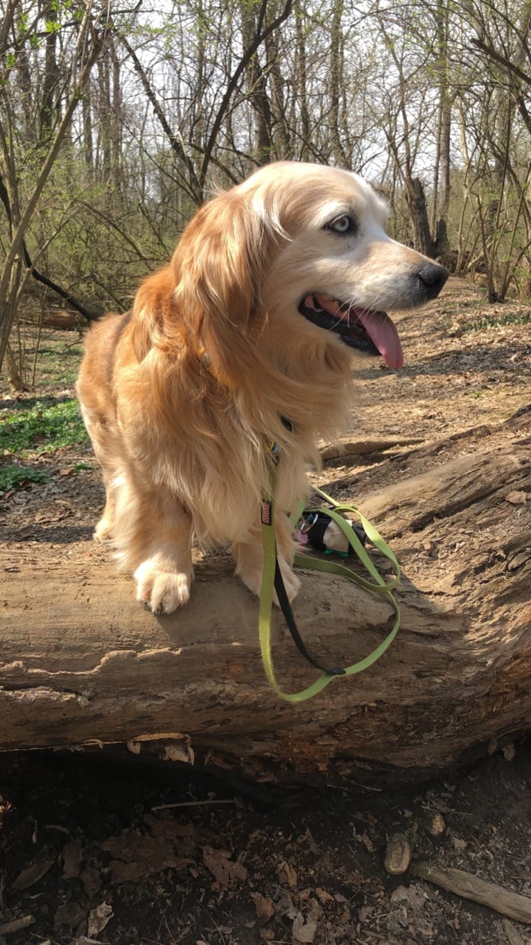 Jericho, a Golden Retriever and Shih Tzu mix tested with EmbarkVet.com