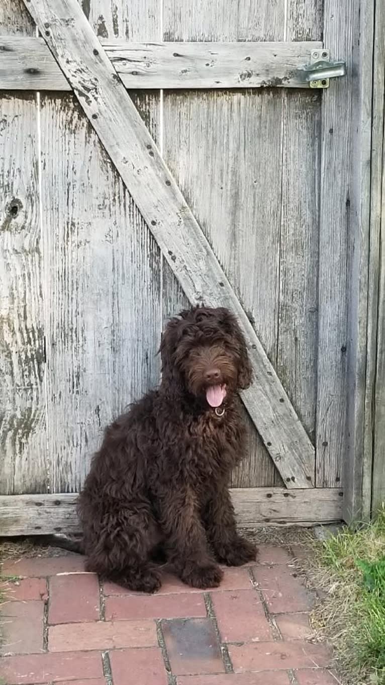 Arrow, a Poodle (Small) and Poodle (Standard) mix tested with EmbarkVet.com