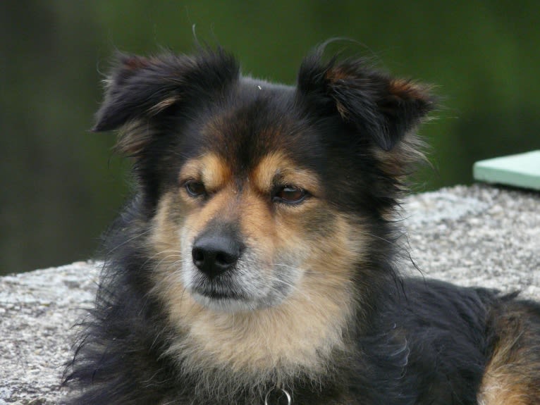 Leon, an European Village Dog tested with EmbarkVet.com