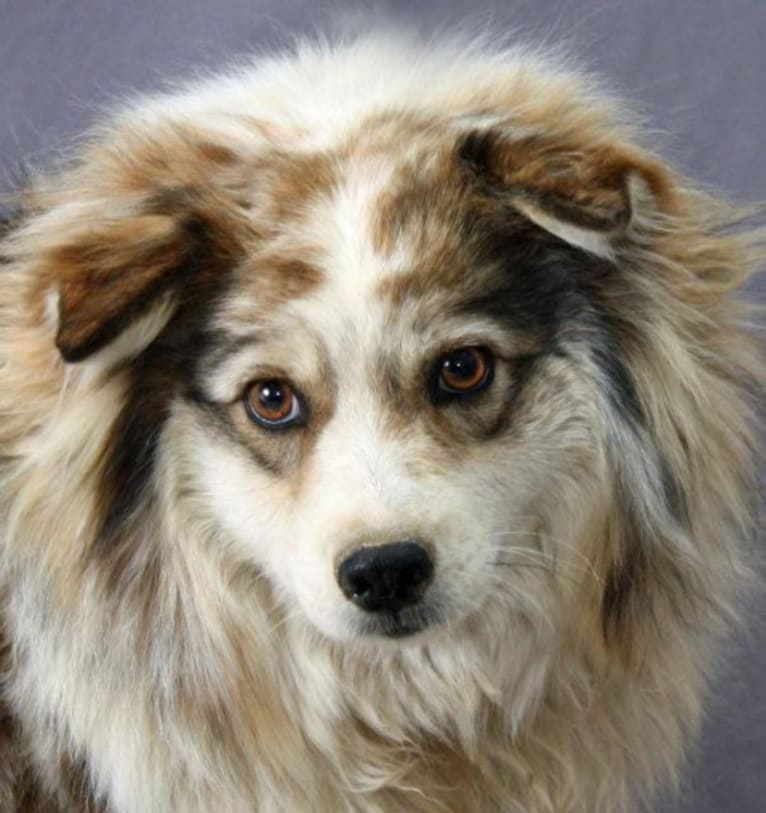 Lois, an American Eskimo Dog and Australian Shepherd mix tested with EmbarkVet.com