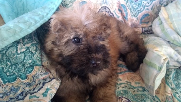 Sparkle, a Bouvier des Flandres tested with EmbarkVet.com