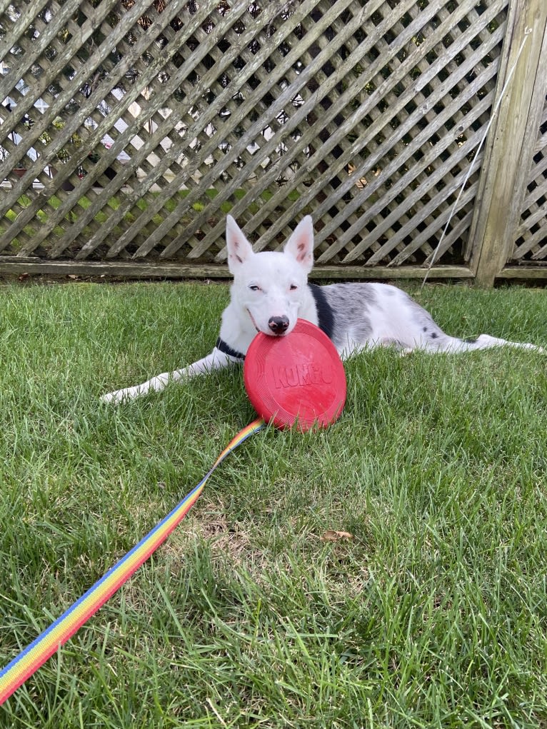 Momo, an Australian Cattle Dog and Australian Shepherd mix tested with EmbarkVet.com