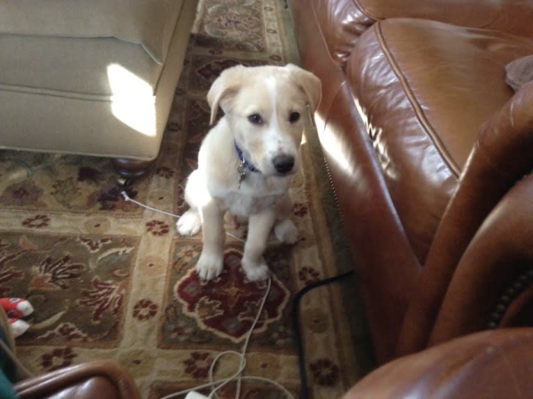 Augie, a Labrador Retriever and Australian Cattle Dog mix tested with EmbarkVet.com
