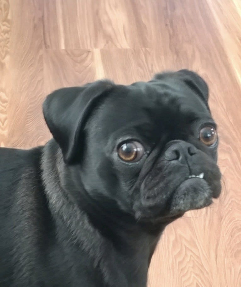 Dipper, a Pug tested with EmbarkVet.com