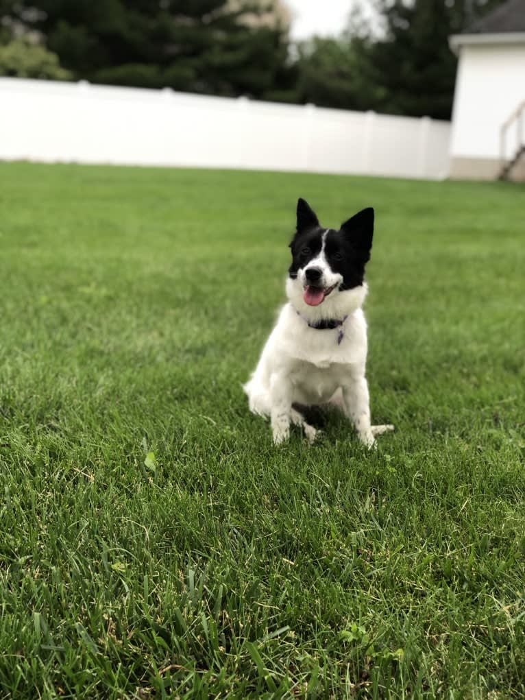 Clank, a Japanese or Korean Village Dog tested with EmbarkVet.com