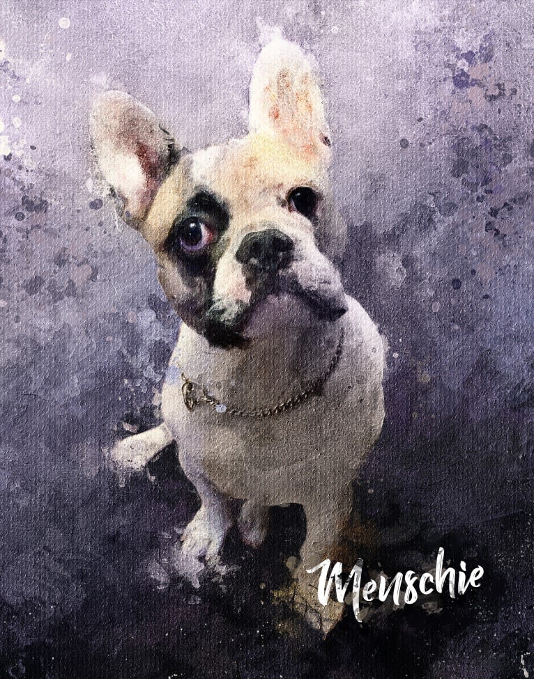 Menschie the Frenchie, a French Bulldog tested with EmbarkVet.com