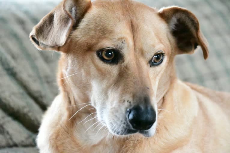 Alfred, a Beagle and American Pit Bull Terrier mix tested with EmbarkVet.com