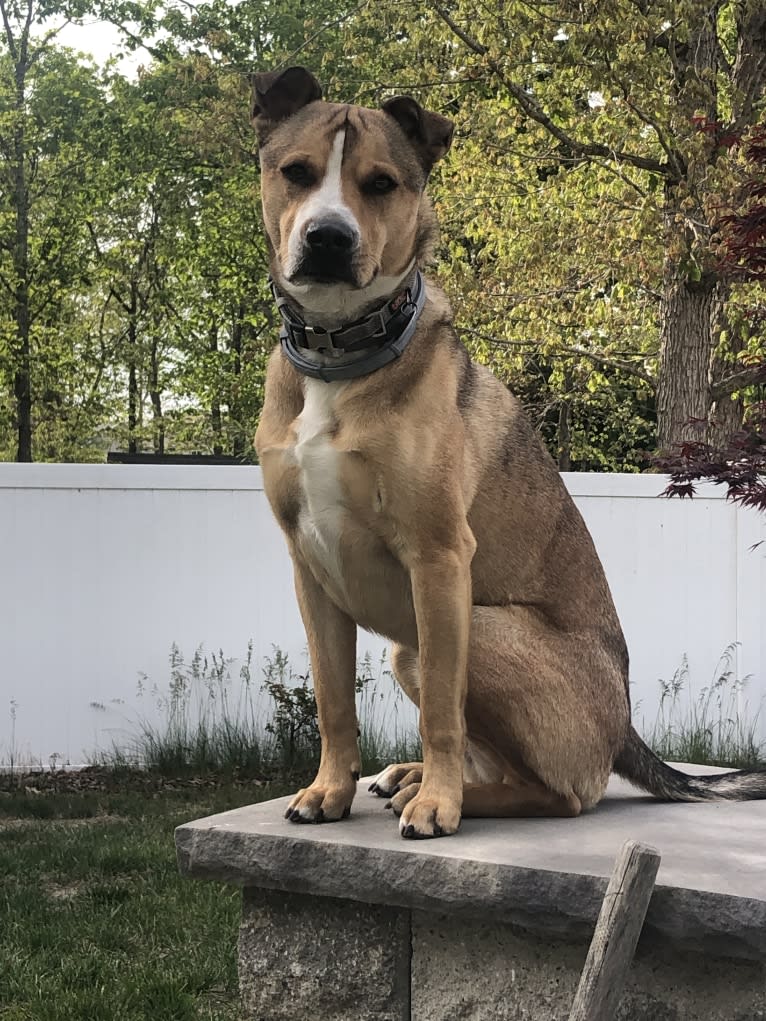 Thor, an American Pit Bull Terrier and German Shepherd Dog mix tested with EmbarkVet.com