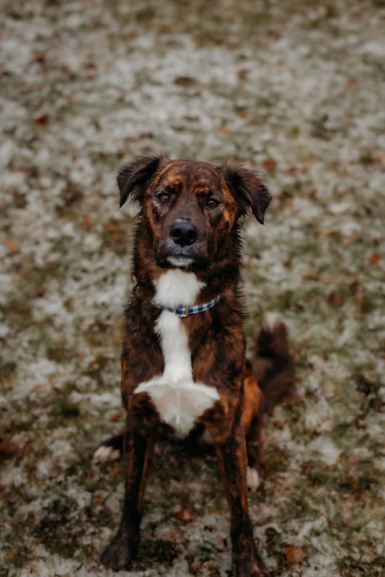 Cori, an American Pit Bull Terrier and Boxer mix tested with EmbarkVet.com