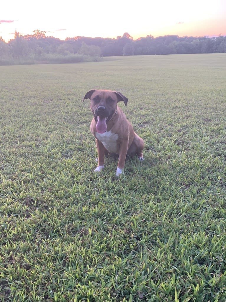 Jameson, an American Pit Bull Terrier and American Staffordshire Terrier mix tested with EmbarkVet.com