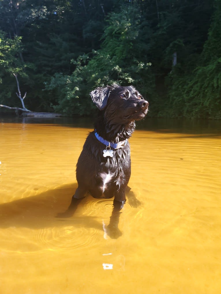 Rollo, a Labrador Retriever and Chesapeake Bay Retriever mix tested with EmbarkVet.com