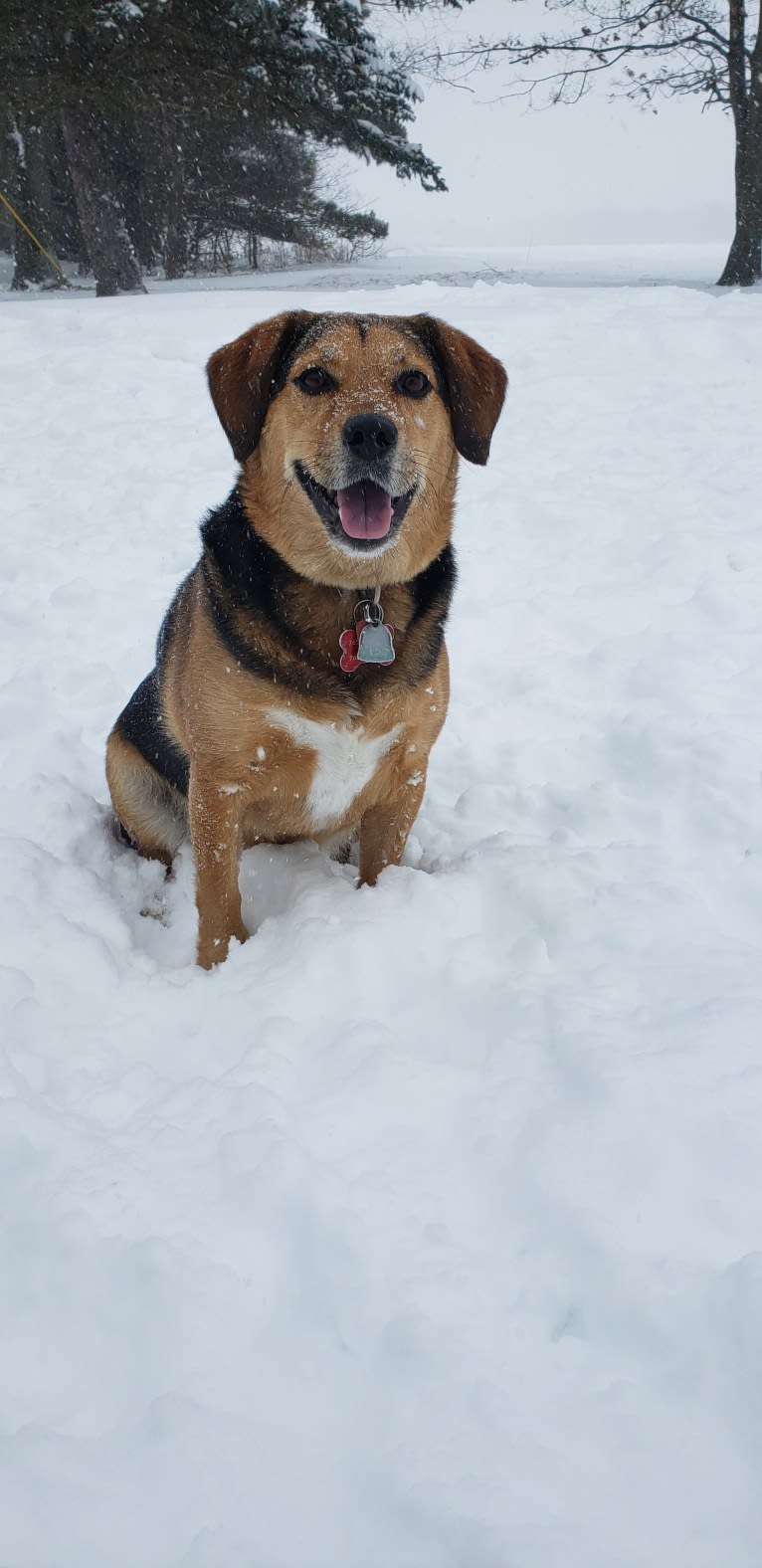 Thor, a Beagle and Australian Shepherd mix tested with EmbarkVet.com