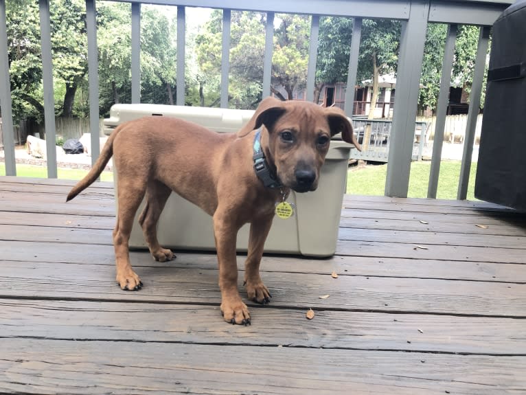 Bailey, an American Pit Bull Terrier and Chinese Shar-Pei mix tested with EmbarkVet.com