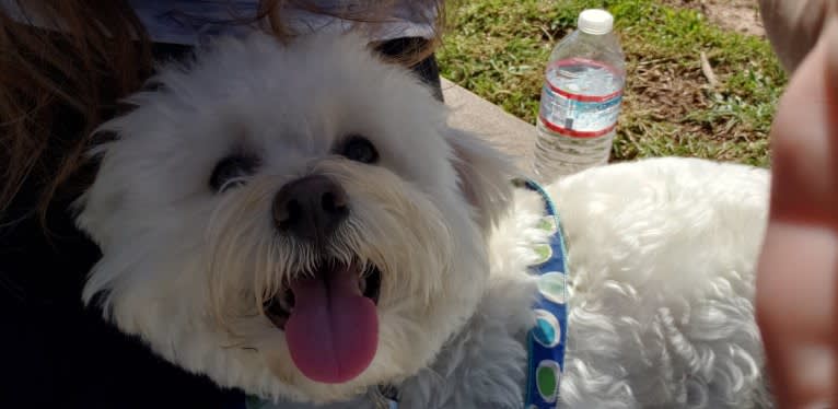 Benji, a Poodle (Small) and Bichon Frise mix tested with EmbarkVet.com