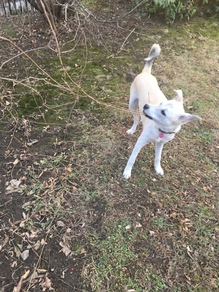 Philip, an American Pit Bull Terrier and Australian Shepherd mix tested with EmbarkVet.com