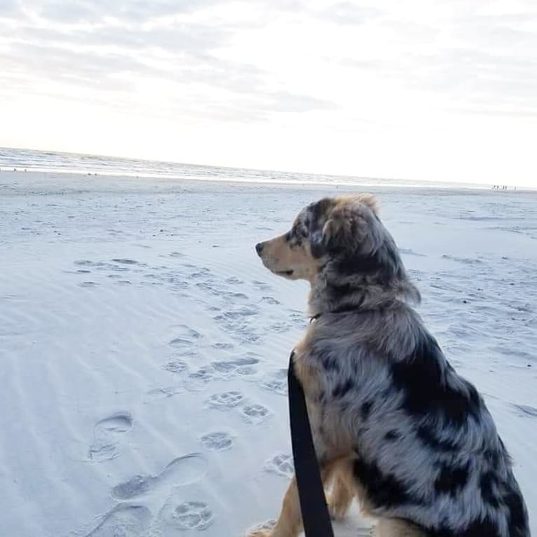 Dodge, an Australian Shepherd tested with EmbarkVet.com