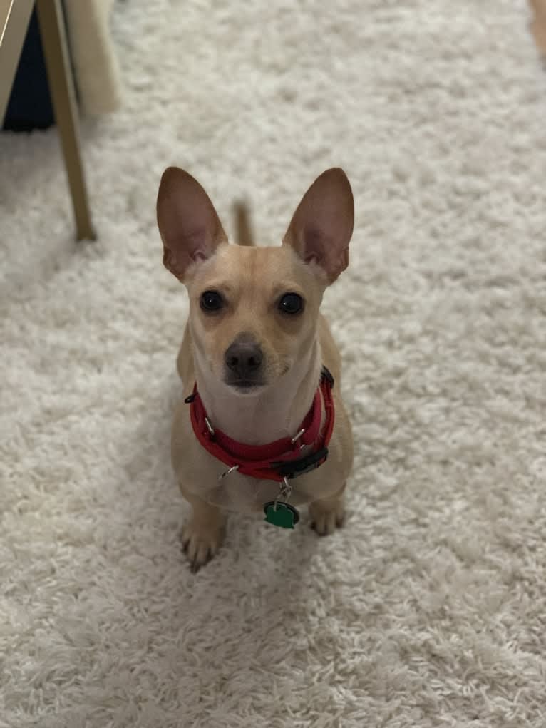Bruce, a Chihuahua and Dachshund mix tested with EmbarkVet.com