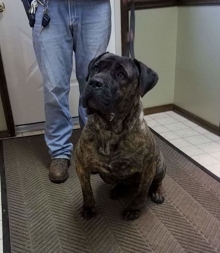 Yambuki de Cabeza Grande, a Perro de Presa Canario tested with EmbarkVet.com