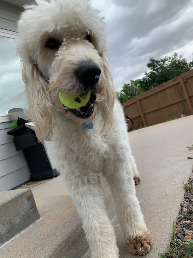 Sammy, a Goldendoodle tested with EmbarkVet.com