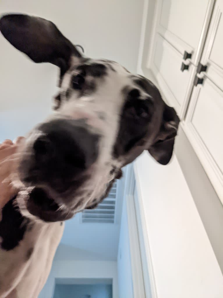 Sawyer, a Great Dane tested with EmbarkVet.com