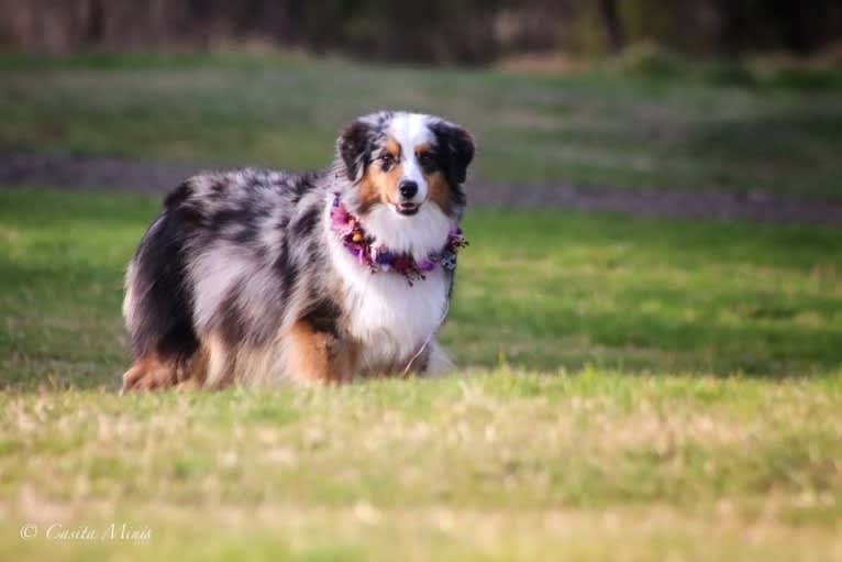 Rosie, an Australian Shepherd tested with EmbarkVet.com