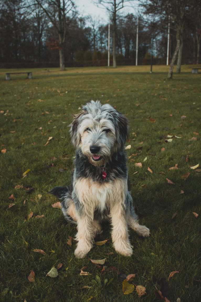 Olga, an Eastern European Village Dog tested with EmbarkVet.com