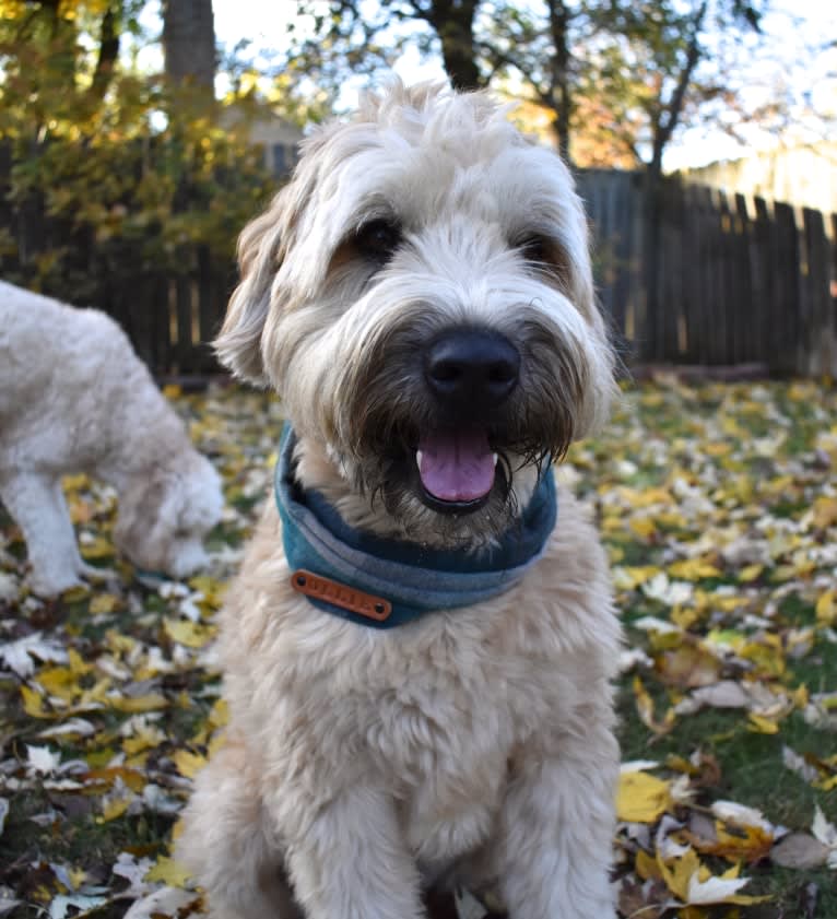 Ollie, a Soft Coated Wheaten Terrier tested with EmbarkVet.com