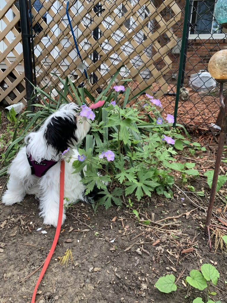 Luna, a Shih Tzu and Japanese Chin mix tested with EmbarkVet.com