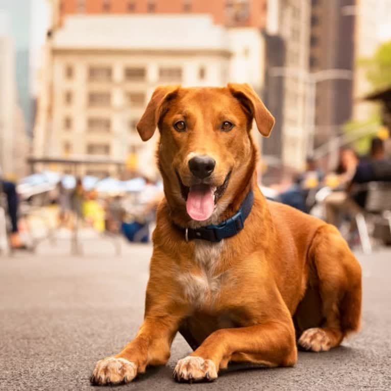 Cooper Lane, a German Shepherd Dog and Labrador Retriever mix tested with EmbarkVet.com