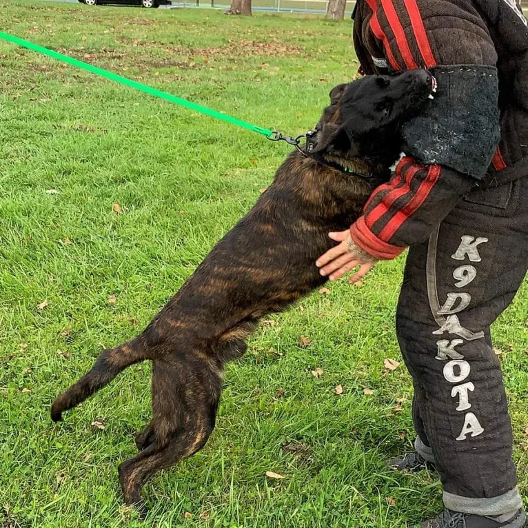 Static, a Dutch Shepherd tested with EmbarkVet.com