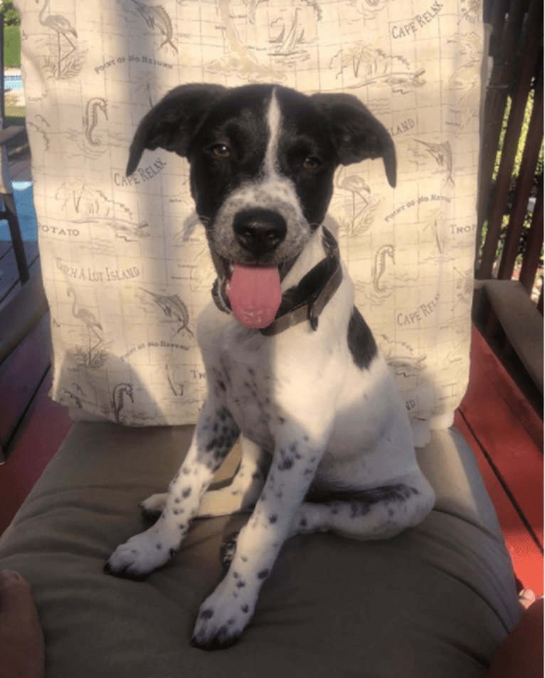 Riley, a German Shorthaired Pointer and Australian Cattle Dog mix tested with EmbarkVet.com