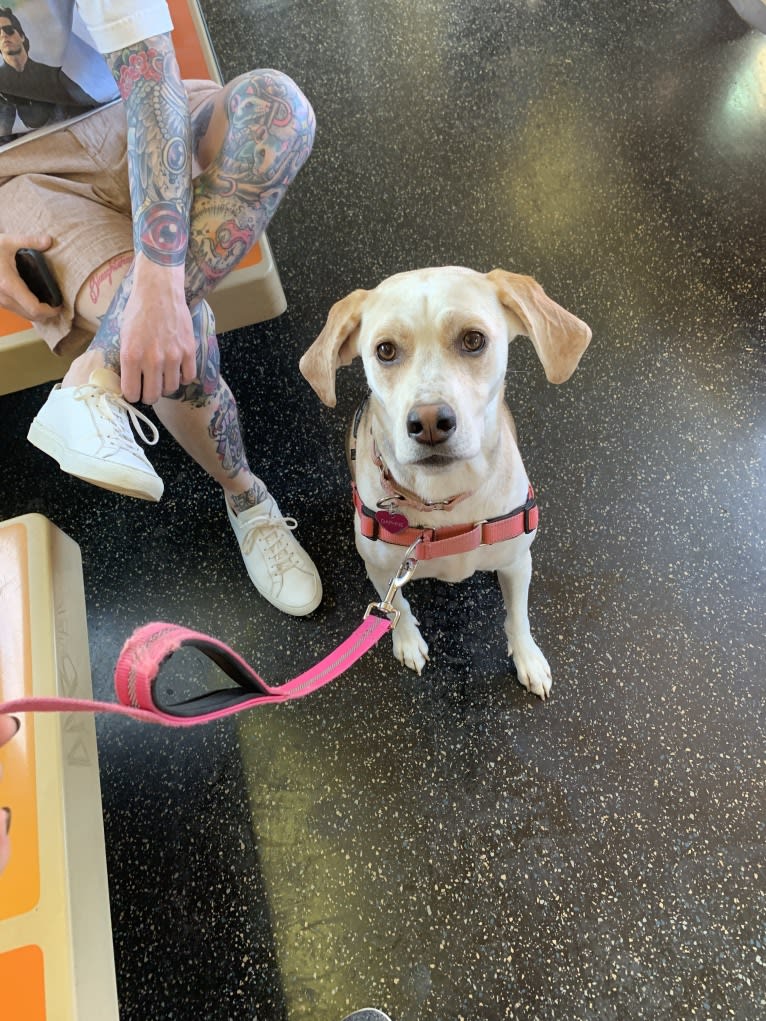 Daphne, an American Foxhound and English Foxhound mix tested with EmbarkVet.com