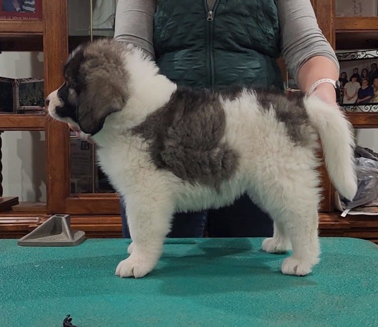 Estrella Polar's Hot off the Press, a Pyrenean Mastiff and Great Pyrenees mix tested with EmbarkVet.com
