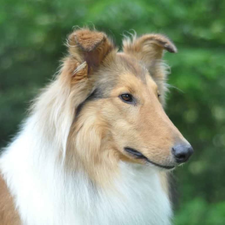 Andy, a Collie (Scottish-Type) tested with EmbarkVet.com