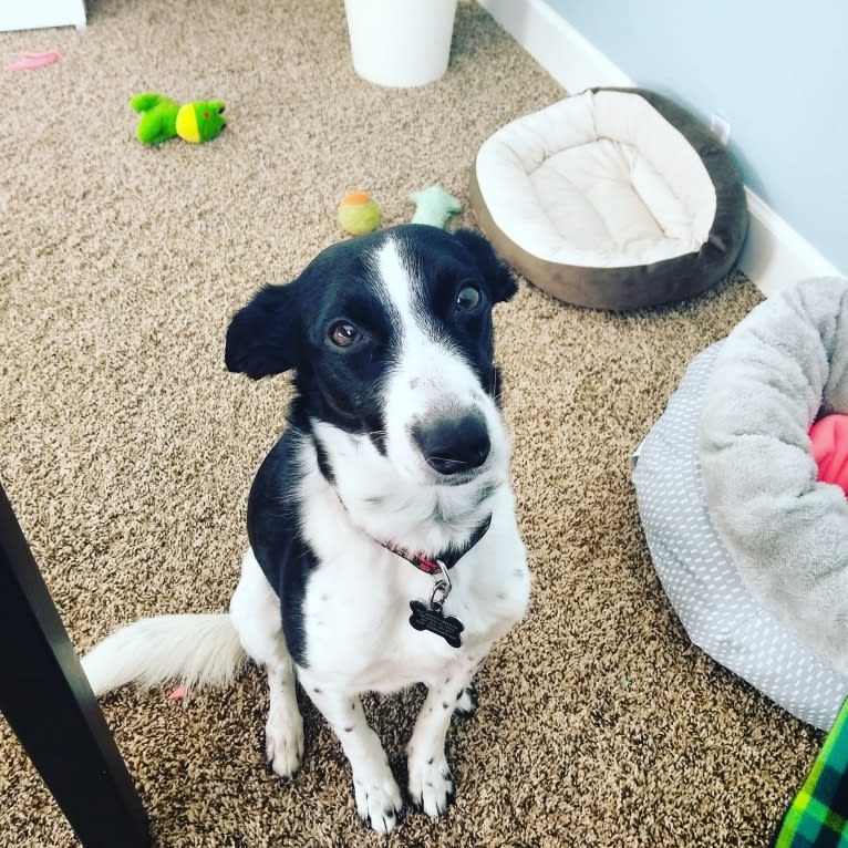 Luca, a Labrador Retriever and Australian Cattle Dog mix tested with EmbarkVet.com