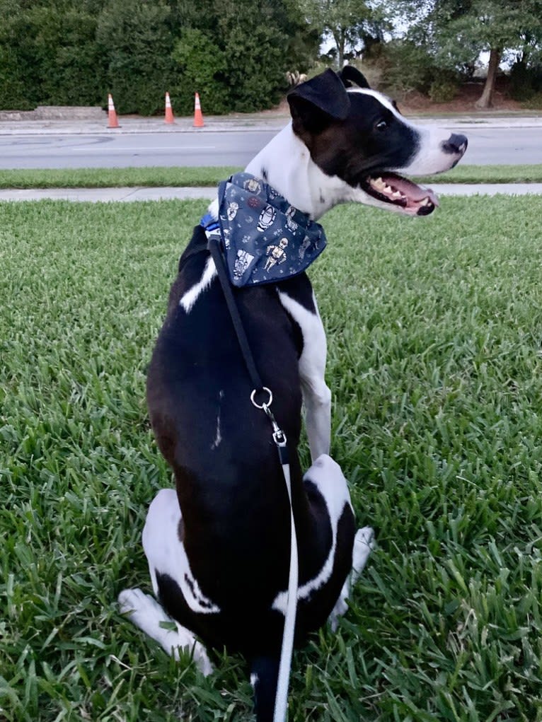 Digby Naruhito, Crown Prince of Galt, an American Pit Bull Terrier and Collie mix tested with EmbarkVet.com