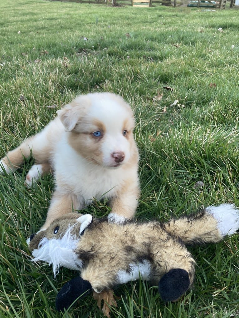 Laika, an Australian Shepherd tested with EmbarkVet.com