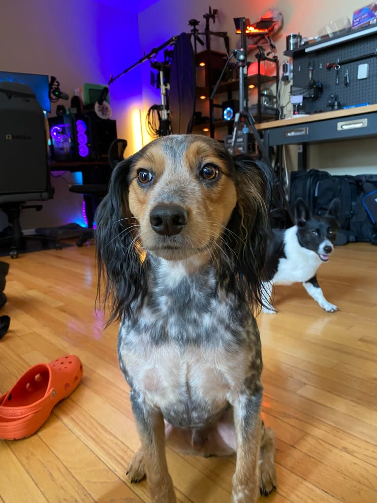 Banjo, an Australian Cattle Dog and Cocker Spaniel mix tested with EmbarkVet.com