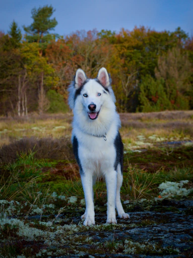 Faustus, a Yakutian Laika tested with EmbarkVet.com